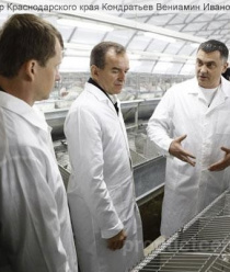 Брюховецкий кролик