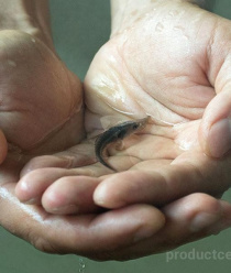 Волгореченское рыбное хозяйство