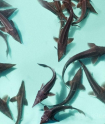 Волгореченское рыбное хозяйство