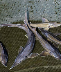 Волгореченское рыбное хозяйство