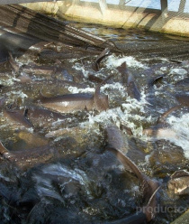 Волгореченское рыбное хозяйство