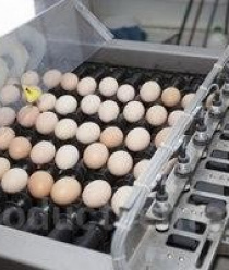 Башкирский Бройлер