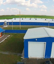 Башкирский Бройлер