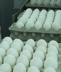 Птицефабрика Бархатовская