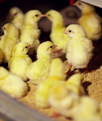 Птицефабрика Приморская