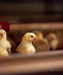 Птицефабрика Приморская