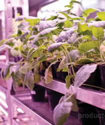 Щелково Агрохим