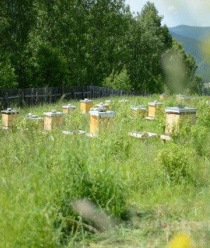 Компания Вкус Тайги