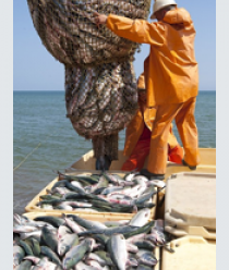 Камчатская рыба