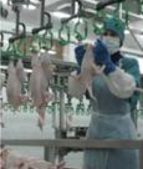 Алтайский бройлер