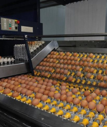 Птицефабрика Сметанино