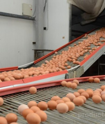 Птицефабрика Сметанино