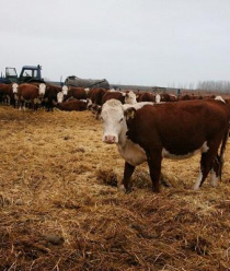 Бутурлиновский мясокомбинат