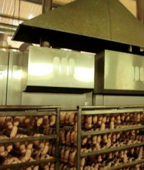 Генеральские колбасы