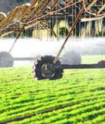 Агрокомплекс им. Н.И. Ткачёва