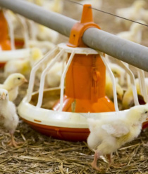 БЭЗРК-Белгранкорм