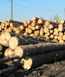 Эколестница