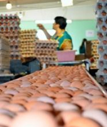 Птицефабрика Харабалинская