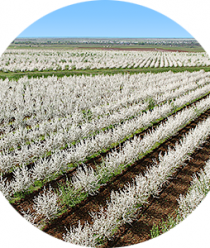 Сады Придонья