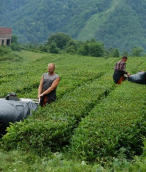 Дагомысчай