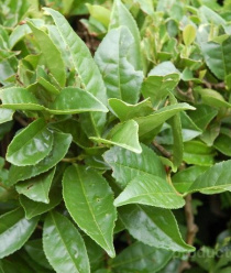 Дагомысчай