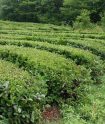 Дагомысчай