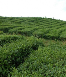 Дагомысчай