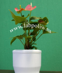 Лаборатория полива