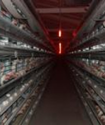 Белореченское