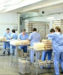 Амурский бройлер