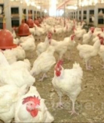 Амурский бройлер