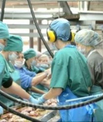 Амурский бройлер