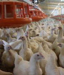 Птицефабрика Среднеуральская