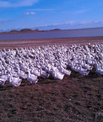 Агрофирма Атабаевская