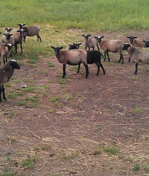 Агрофирма Атабаевская