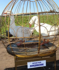 Асяновское