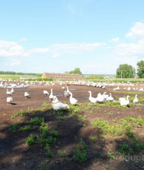 Асяновское