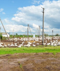 Асяновское