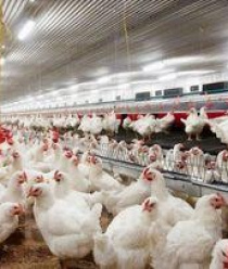 Группа агропредприятий Ресурс