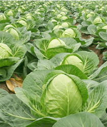 Консервный завод Агриппина