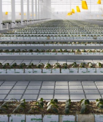 Тепличный Комплекс Белогорья