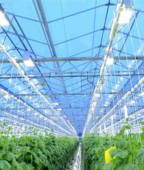 Тепличный Комплекс Белогорья