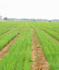 Зеленый сад