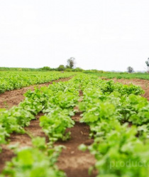 Зеленый сад