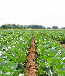 Зеленый сад