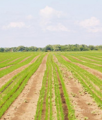 Зеленый сад