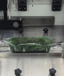 Зеленый сад