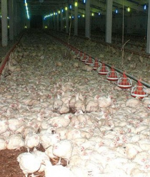 Кузбасская птицефабрика