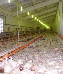 Кузбасская птицефабрика