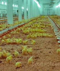 Кузбасская птицефабрика